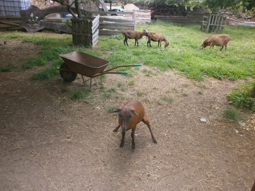 Stanování