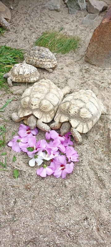 Výlet do ZOO