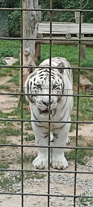 Výlet do ZOO