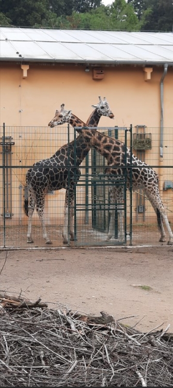Výlet do ZOO