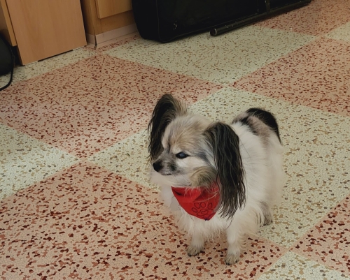Canisterapie